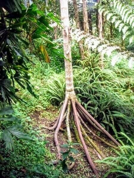 Дерево, которое способно путешествовать по джунглям