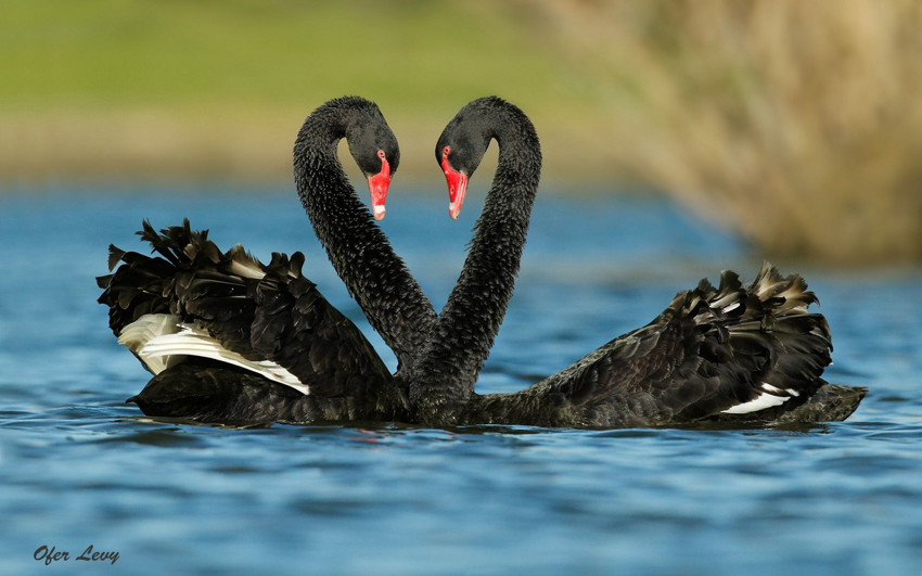 Чёрный лебедь: Их самцы образуют пары друг с другом, а самки настолько часто изменяют, что каждый третий птенец у этих птиц «загульный»