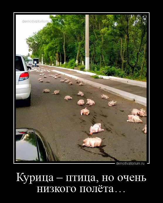 https://tn.fishki.net/26/upload/post/2022/10/10/4279965/gallery/8319demotivatorium-ru-kurica--ptica-no-ochen-nizkogo-poleta-211072.jpg.webp