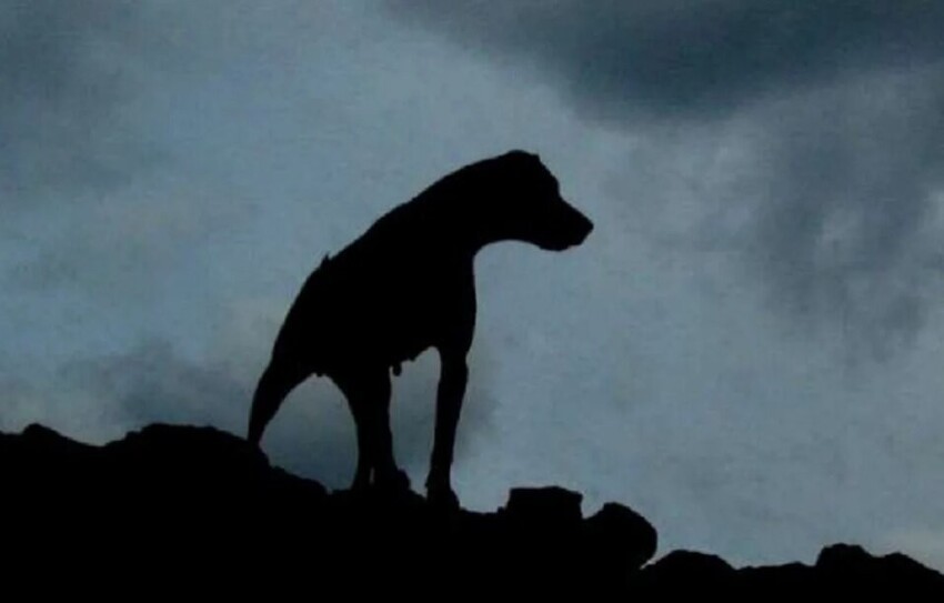 Как снимали фильм «Собака Баскервилей»: овсянка для актеров и непослушный дог