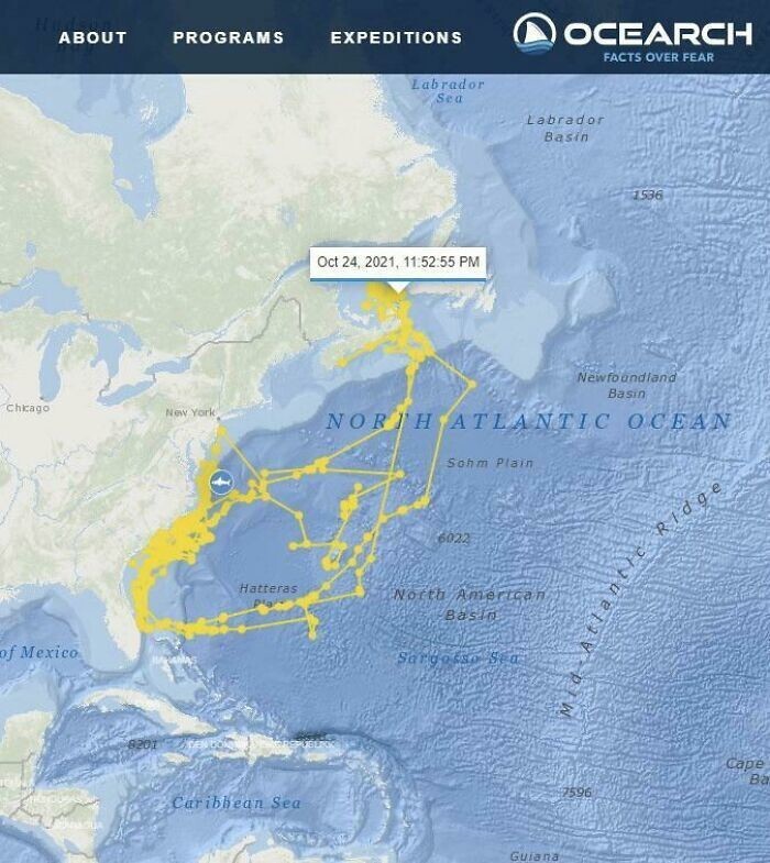 2. Акула с GPS-трекером нарисовала на карте акулу