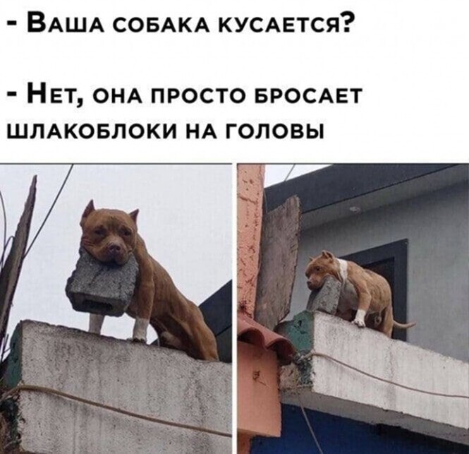 Смешные и познавательные картинки