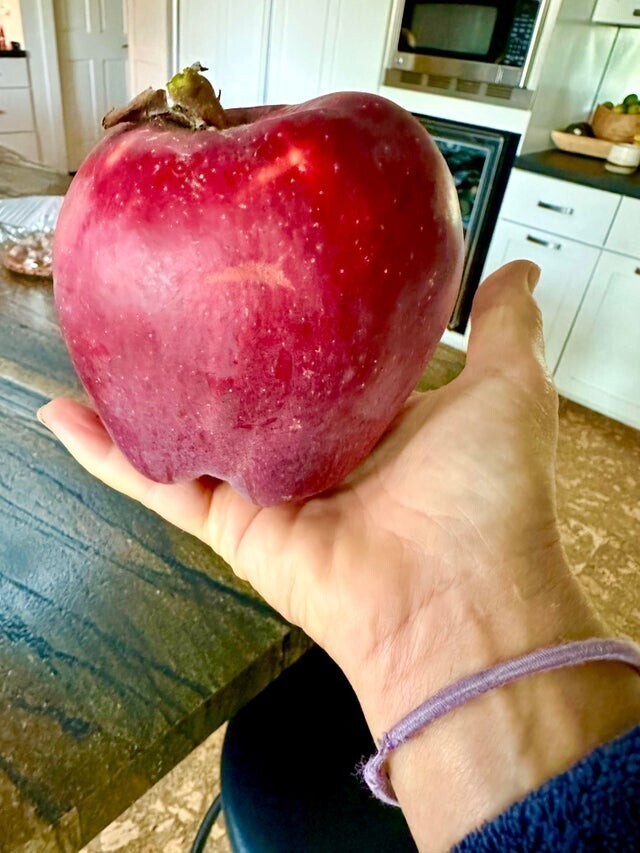 На моей яблоне выросло такое яблоко