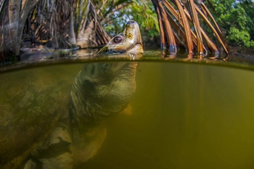Батагур: Одна из редчайших в мире черепах. Смешные розовые самцы и жизнь в мутных реках Азии