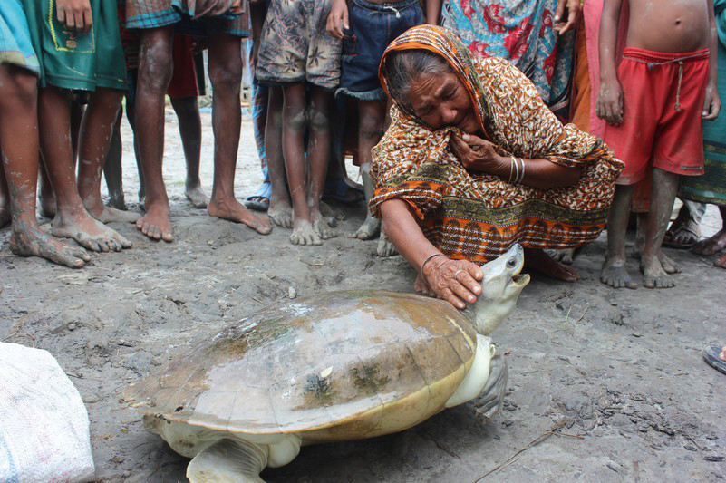 Батагур: Одна из редчайших в мире черепах. Смешные розовые самцы и жизнь в мутных реках Азии