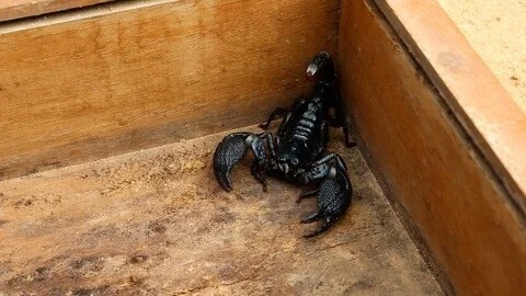 Туриста укусил скорпион, спрятавшийся в его багаже