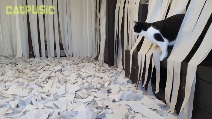 Хозяева взяли 100 рулонов туалетной бумаги - и порадовали кота
