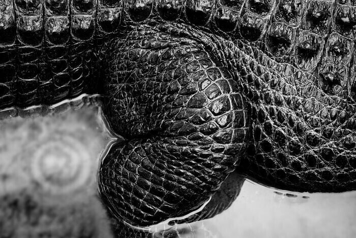 5. Американский аллигатор IV © Том Шифанелла