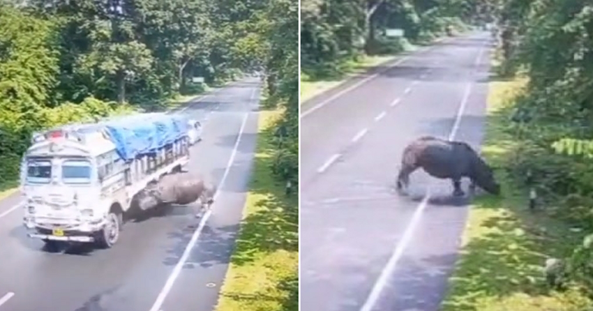 В Индии носорог выбежал на дорогу и врезался в грузовик