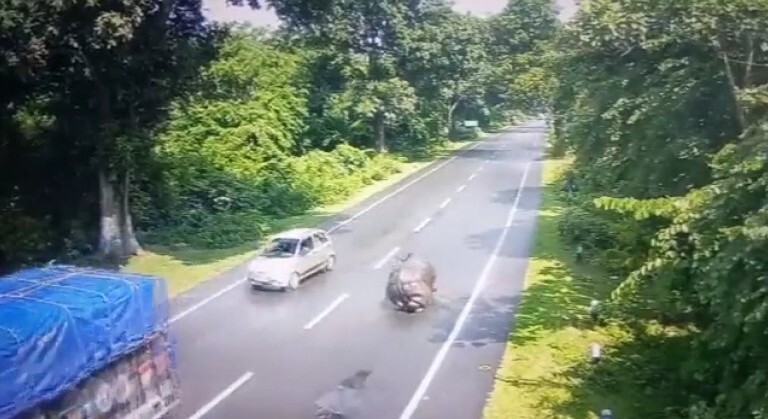 В Индии носорог выбежал на дорогу и врезался в грузовик