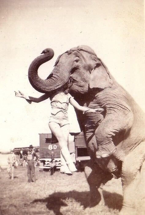 Слон держит артистку американского цирка за голову, 1937 год