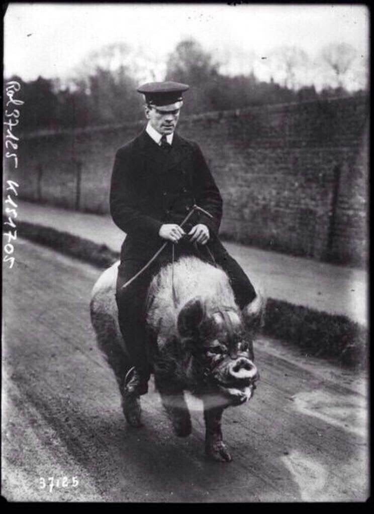 Мужчина верхом на свинье в зверинце Уэйгфилда, Англия, в 1903 году