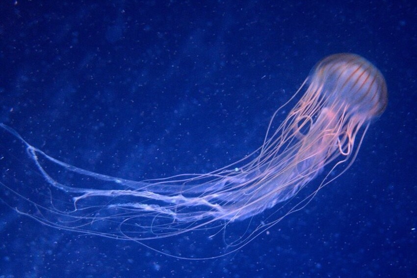 Тихая океанская оса — как неизвестная медуза убивала австралийцев и никто не мог ее даже найти