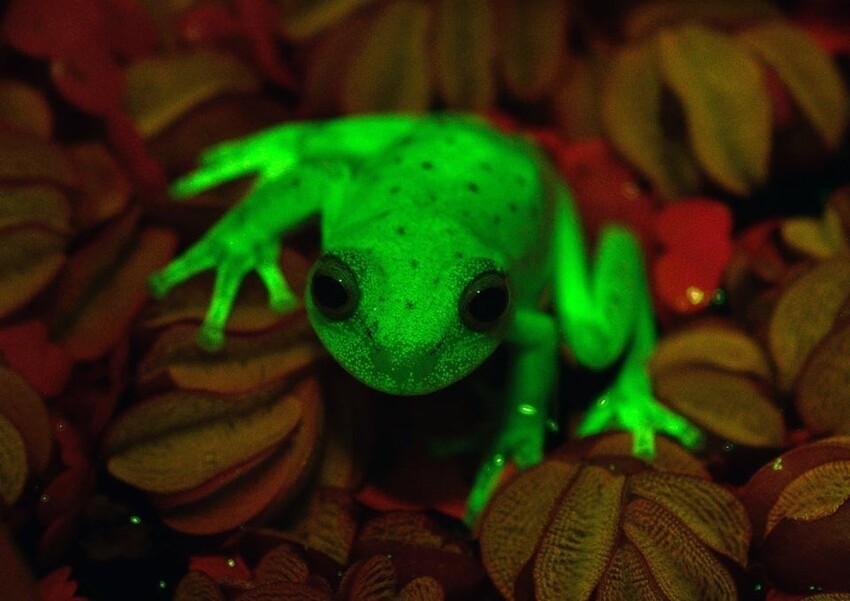 Да будет свет: 14 реальных животных, которые умеют светиться в темноте