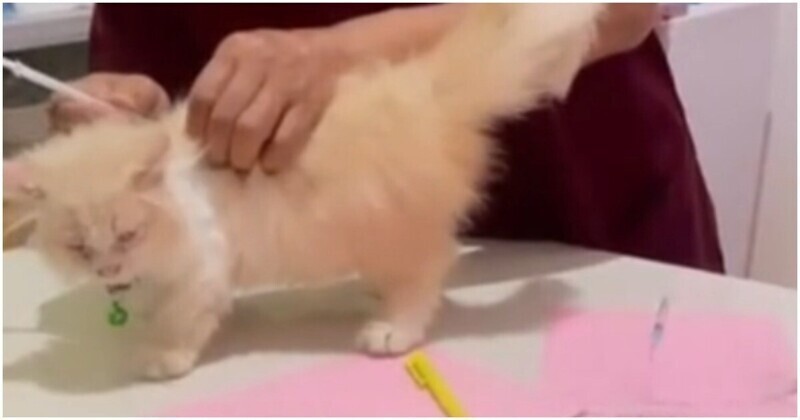 Ветеринар обидел котёнка