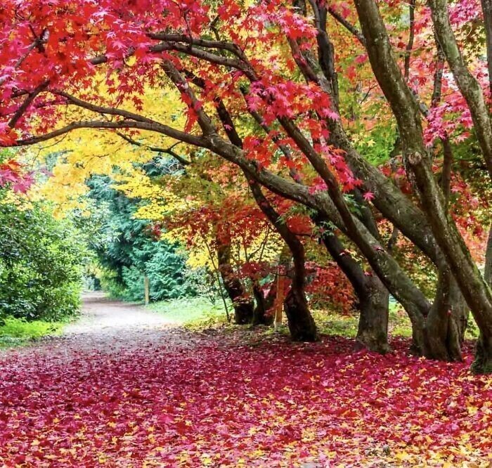 15. Осенние деревья потрясающих расцветок