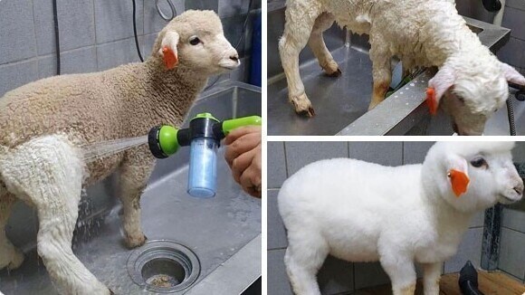 4. Чисто вымытая и высушенная овечка