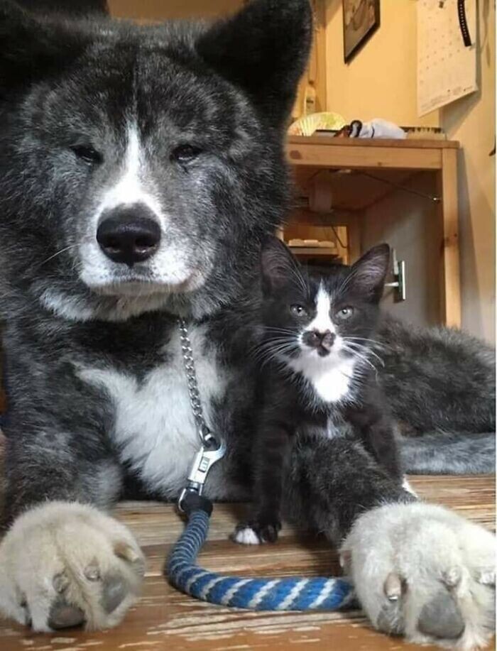 22. Эти кошка и собака выглядят совершенно одинаково. Потому что они банда!