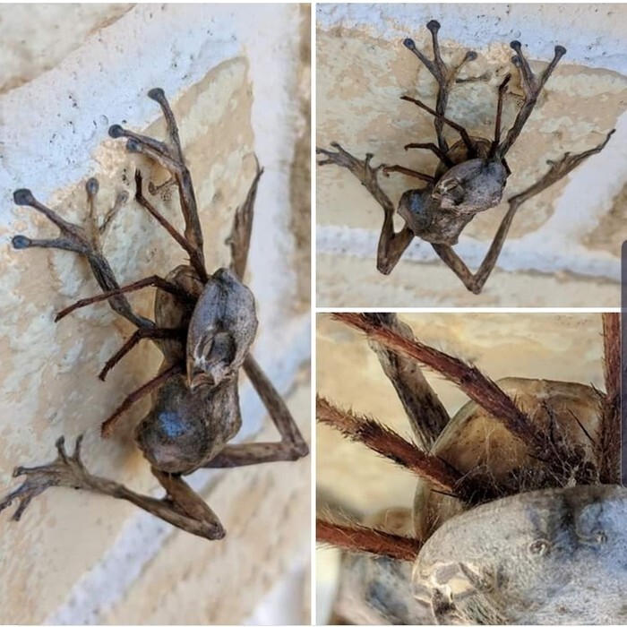 15. Супруги из Флориды обнаружила это на стене своего дома: лягушка с пауком во рту, оба мертвы. Что же произошло?