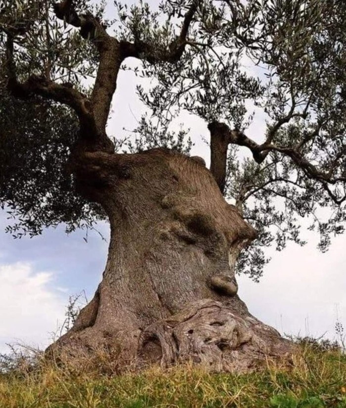 4. Древнее оливковое дерево в Апулии, Италия. Ему более 1500 лет