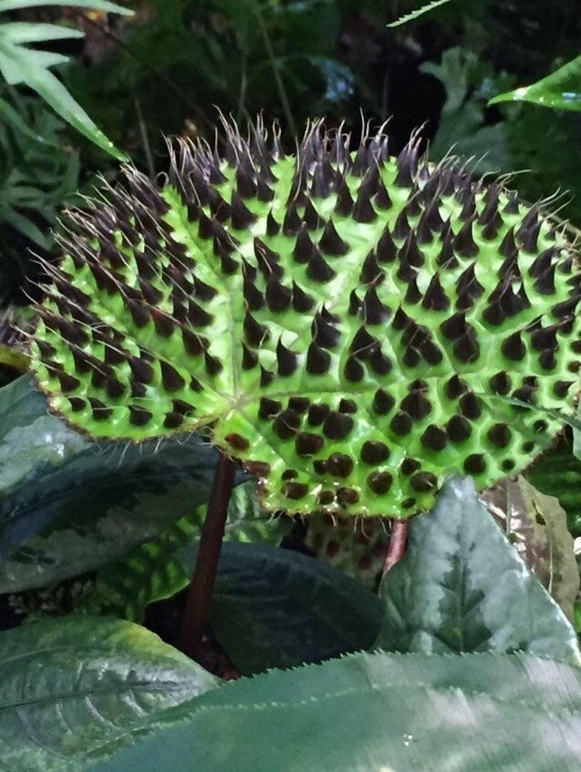 «Ну ничего себе»: 17 необычных растений
