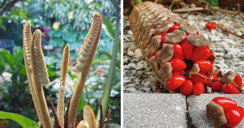 «Ну ничего себе»: 17 необычных растений