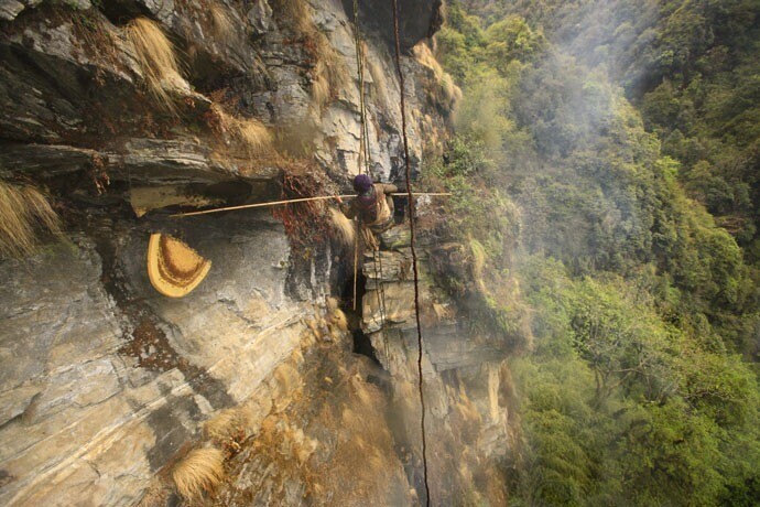 Как работают охотники за диким мёдом в Непале