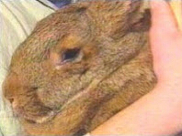 Кролик спасает человека от диабетической  комы