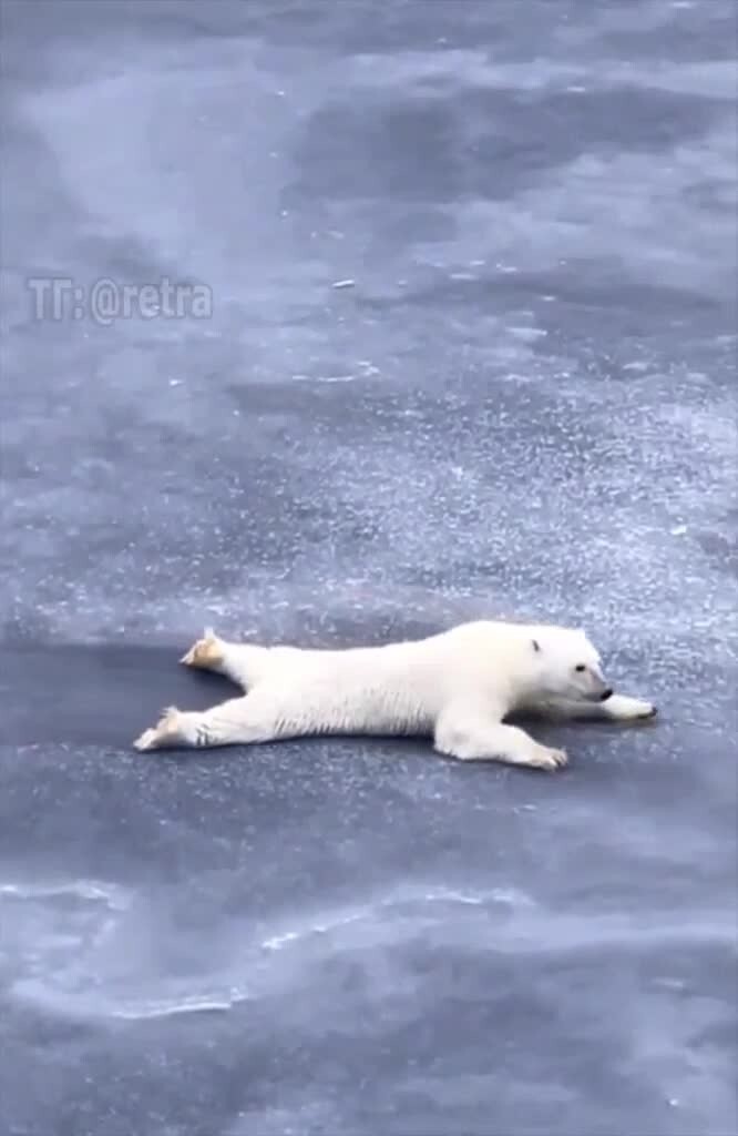 Как передвигаться по очень тонкому льду - объясняет белый медведь 