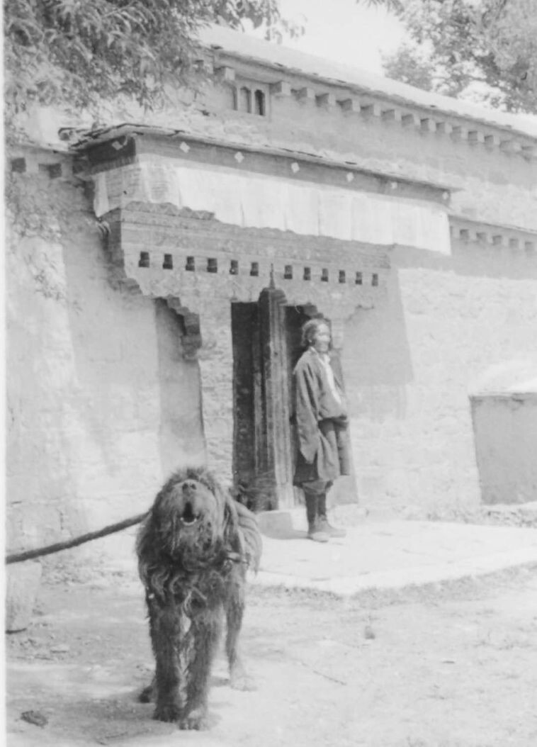 39. Лохматый тибетский пес встречает посетителей перед воротами во внутренний двор дворца Далай-ламы, Лхаса