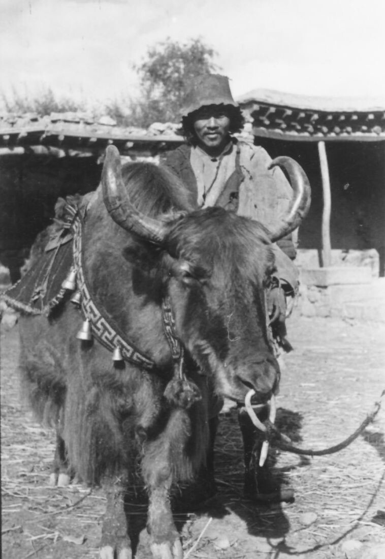 29. Тибетец со своим яком, 1944 год