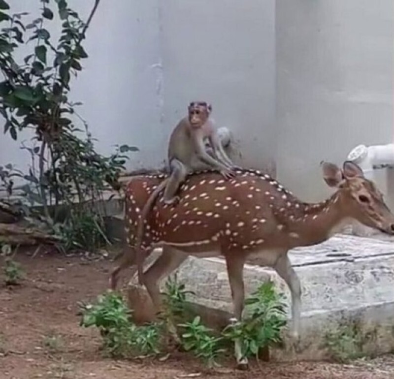 Индийские студенты засняли, как обезьяна катается на олене