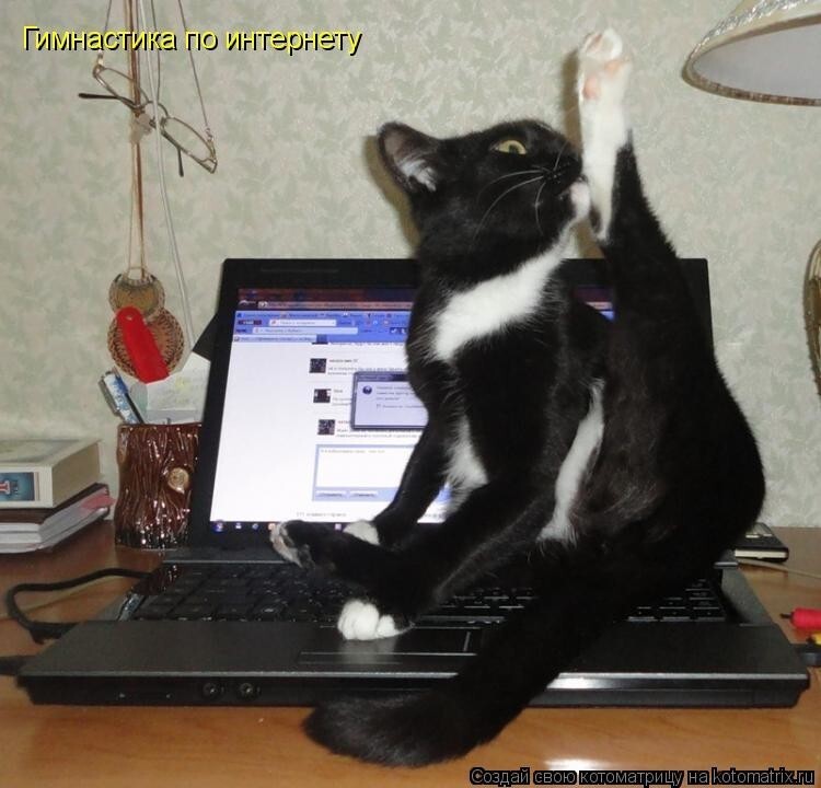 Песня котикам компьютеры не нравятся текст. Кот за компьютером. Кот и компьютер. Котоматрица компьютер. Сначала Покорми кота своего.