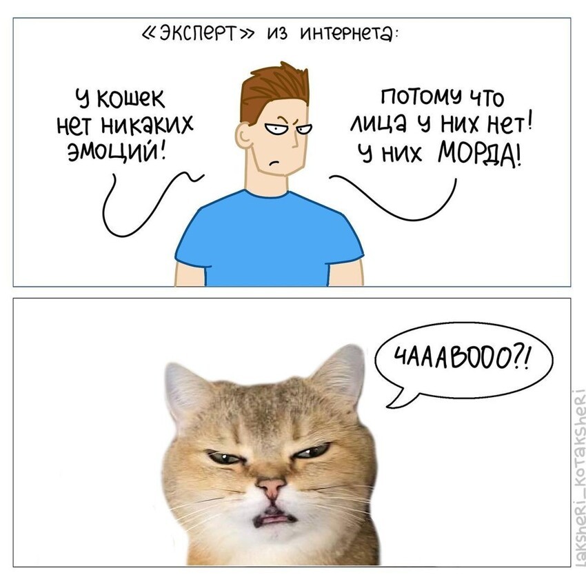 Иллюстратор рисует забавнейшие комиксы о своих котах