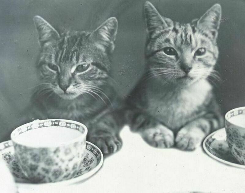 Люди всегда любили котов: 14 снимков пушистых питомцев на снимках прошлых веков