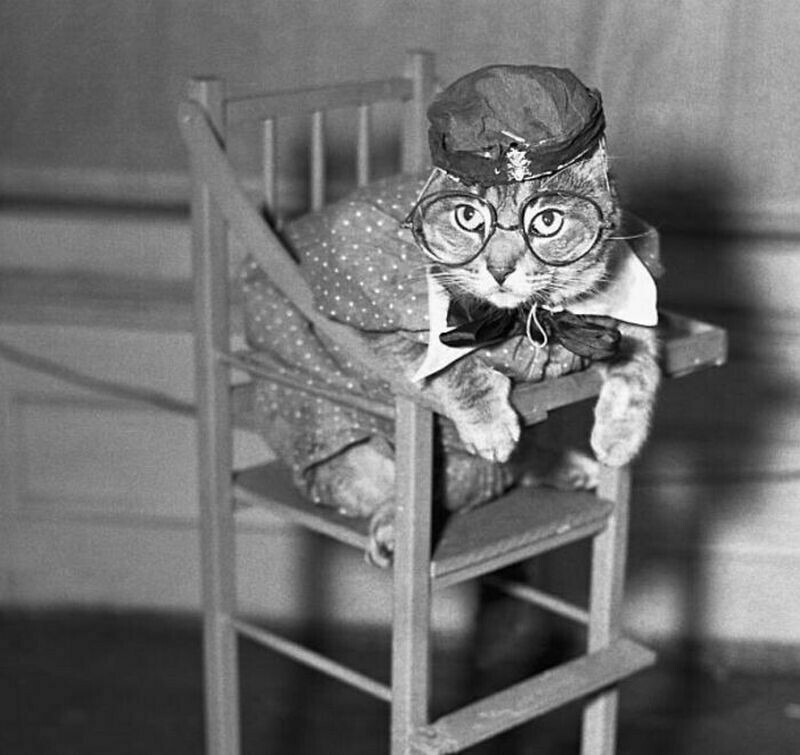 Люди всегда любили котов: 14 снимков пушистых питомцев на снимках прошлых веков