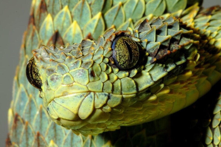 Змеи-рекордсмены нашей планеты