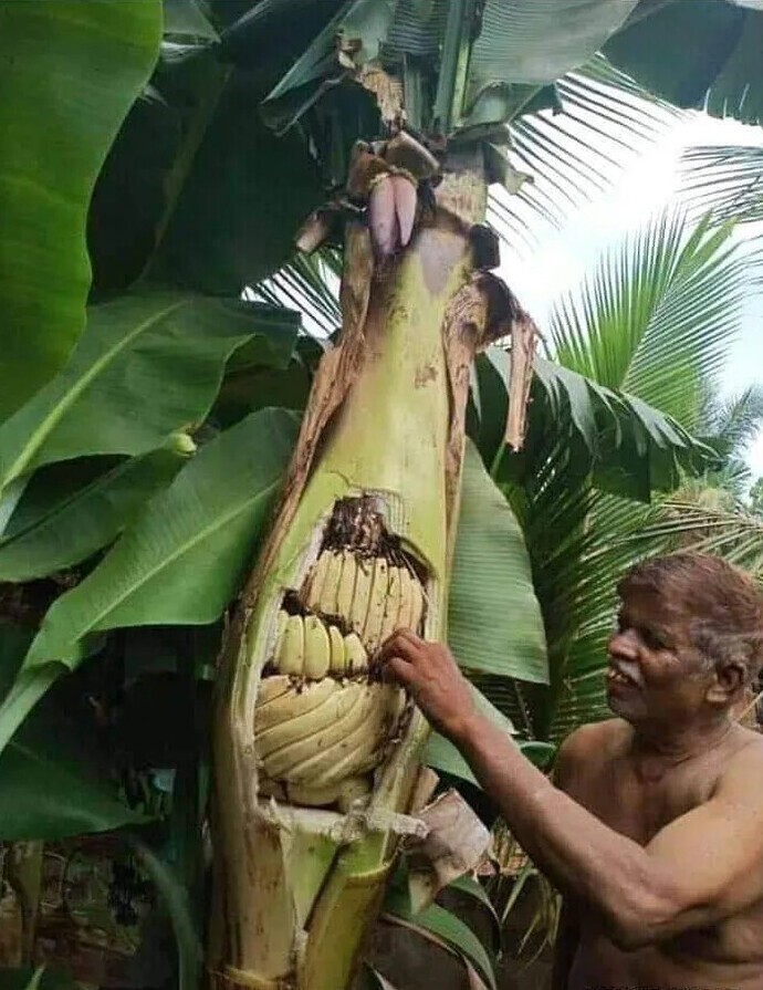 Редкое банановое дерево, плоды расположены внутри