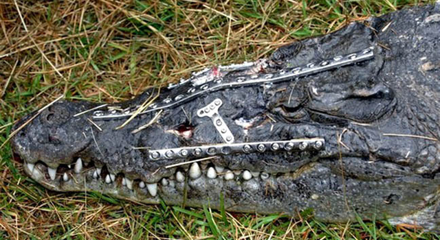 Крокодил был сбит машиной во Флориде. Ветеринарный хирург сделал операцию по восстановлению костей черепа, что позволило ему остаться в живых