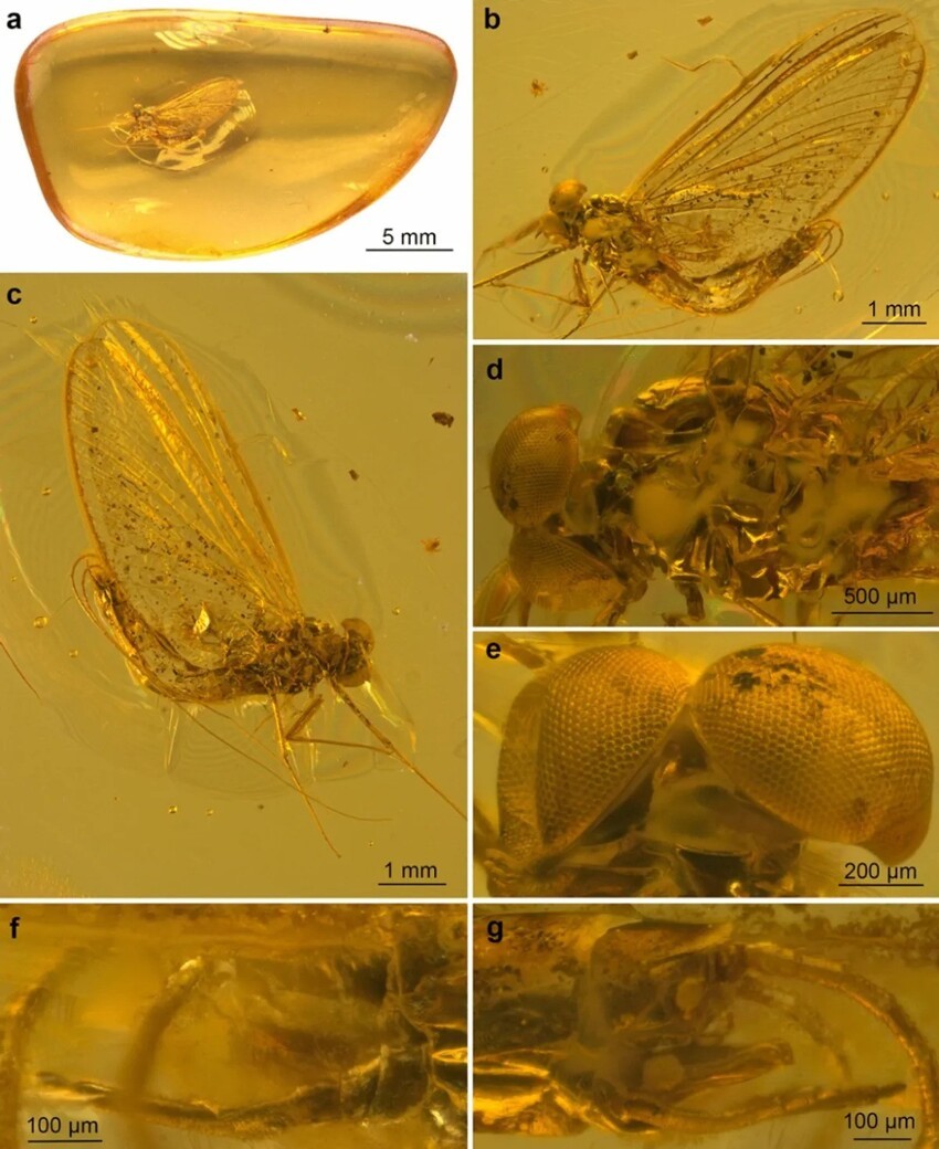 Исследователи обнаружили насекомое возрастом 35 миллионов лет, застрявшее в янтаре