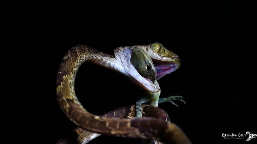 Ремневидная змея: не змея, а натуральный шнурок!