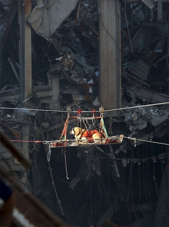 Спасательная собака на фоне разрушенного Всемирного торгового центра, сентябрь 2001 года