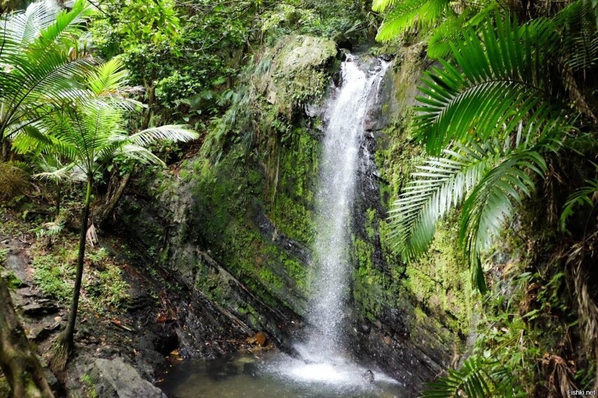 Национальный лес Эль-Юнке (El Yunque National Forest), ранее известный как Ка...