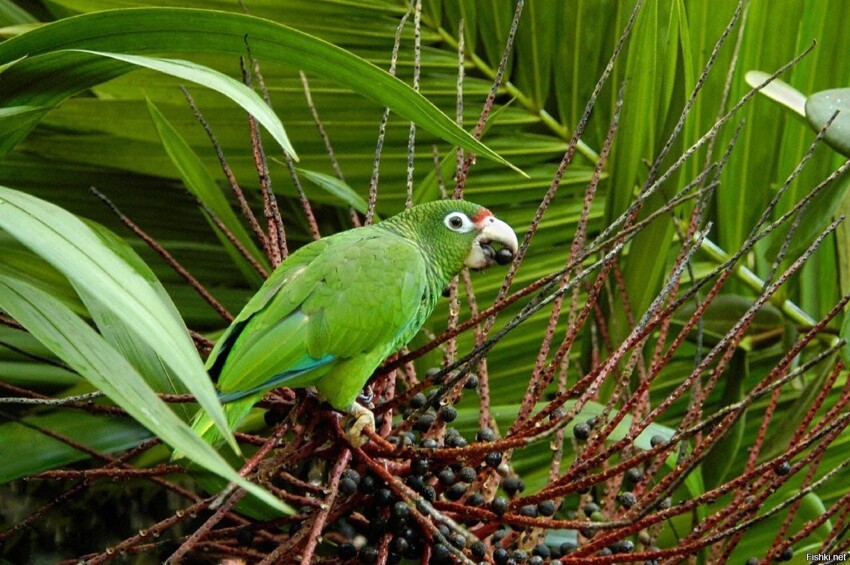 Национальный лес Эль-Юнке (El Yunque National Forest), ранее известный как Ка...