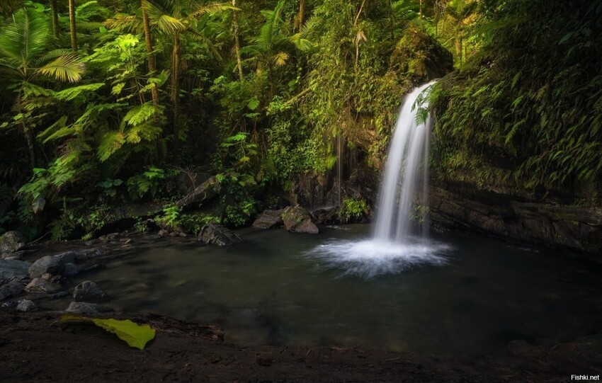 Национальный лес Эль-Юнке (El Yunque National Forest), ранее известный как Ка...