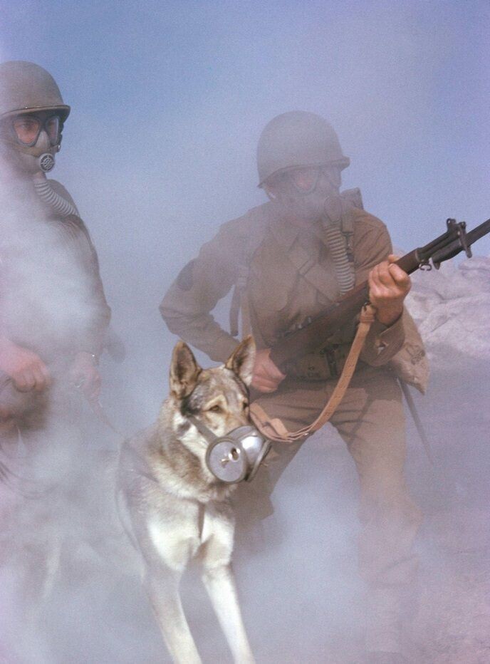 Группа солдат армии США с собакой-санитаром в противогазе