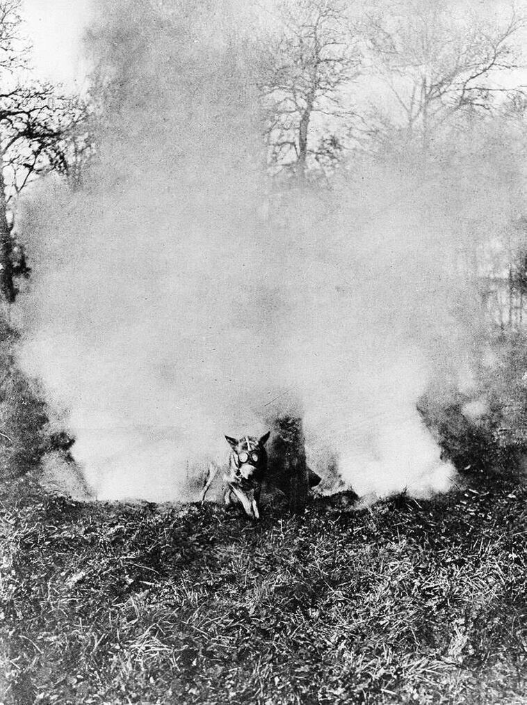 Французская собака-вестовой в противогазе пробирается через облако ядовитого газа, 1917 год