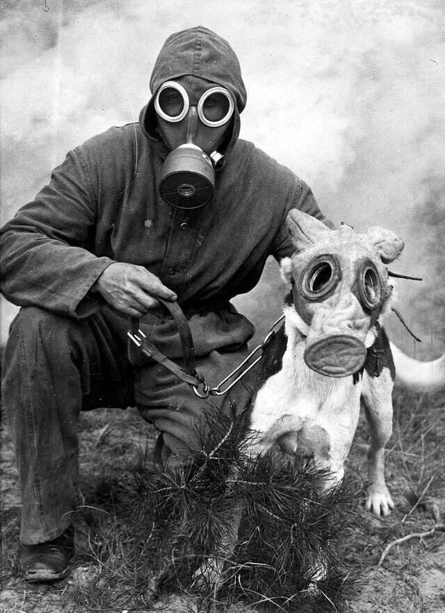 Собаки использовались в военных действиях с древних времен, служа часовыми, посыльными, нападающими и даже талисманами. 1940 г.