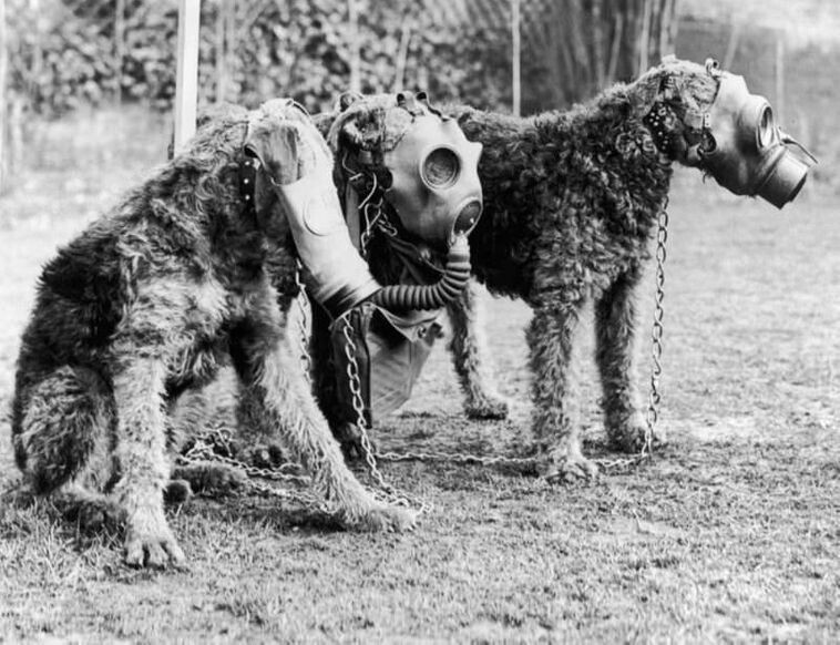 Подполковник Э. Х. Ричардсон обучает собак-эрдельтерьеров носить специальные противогазы в питомнике в Суррее, 1939 г.