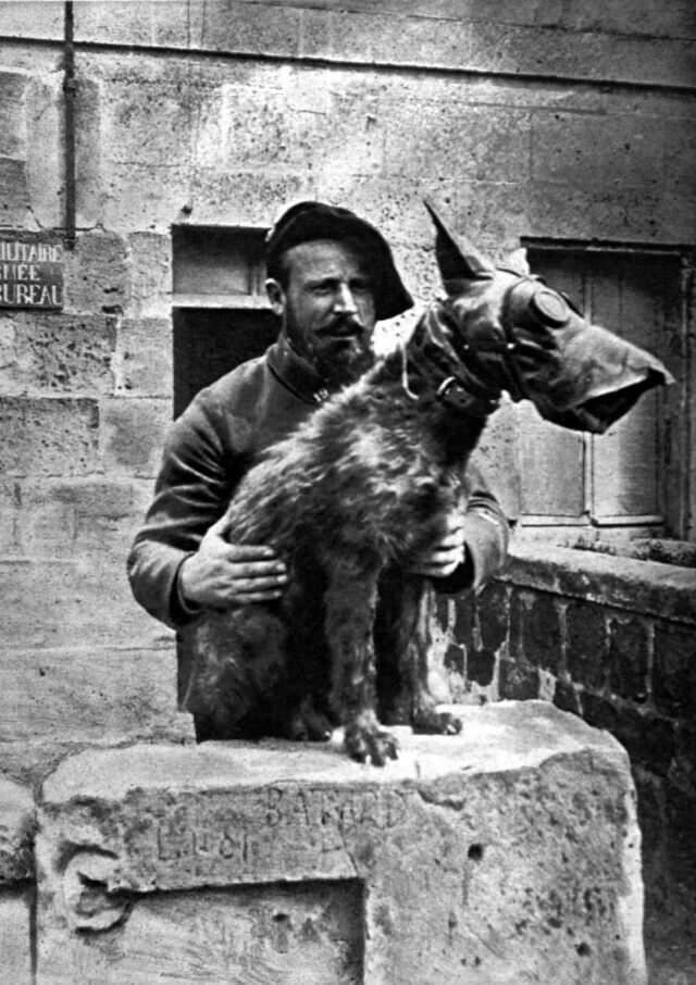 Собака французской армии. 1918 г.